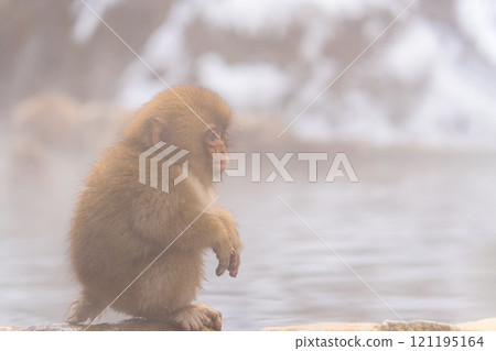 Japanese macaques living in Jigokudani Onsen [Jigokudani Monkey Park, Nagano Prefecture] 121195164