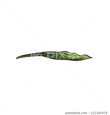 Bamboo one leaf color sketch vector icon, hand drawn Asian nature floral design element, East forest plant green foliage Bamboo one leaf color sketch vector icon, hand drawn Asian nature floral design element, East forest plant green foliage 121195478