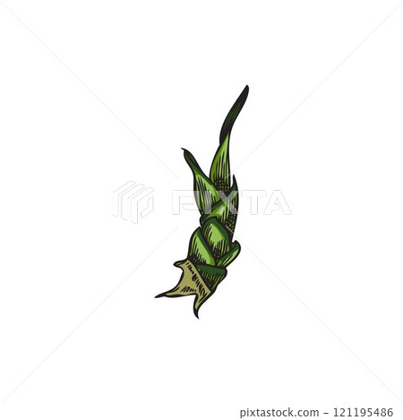 Bamboo plant piece color sketch, vector hand drawn Asian nature floral design element, East forest Bamboo stalk part 121195486