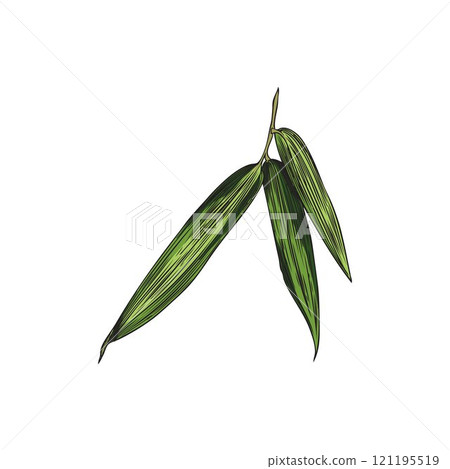 Three bamboo leaves on a branch, green color. 121195519