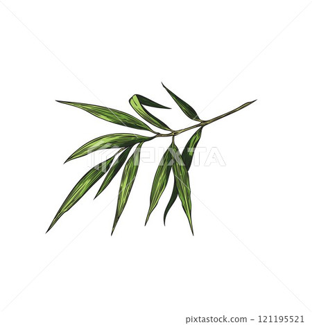 Vector graphics with a branch with green bamboo leaves in the style of a sketch 121195521