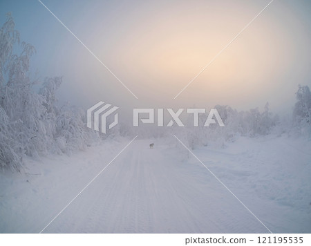 Morning foggy frosty forest road. Morning foggy frosty forest road. 121195535