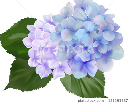 Blue to Purple Gradient Hydrangeas with Green Leaves Isolated on Transparent Background 121195587