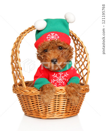 Cute Dog in Christmas Elf Costume 121195768