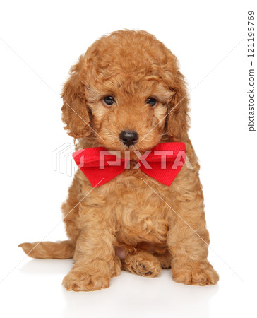 Cute Toy Poodle Puppy with Red Bow Tie 121195769