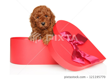 Cute Puppy in Heart-Shaped Gift Box 121195770