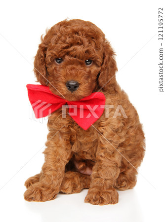 Adorable Curly Poodle with Red Bow Tie 121195772