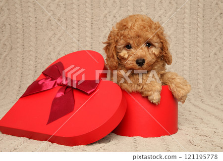 Poodle puppy sitting inside a heart-shaped red gift box Poodle puppy sitting inside a heart-shaped red gift box 121195778