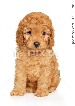 Cute Toy Poodle Puppy Portrait 121195784