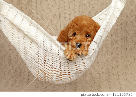 Puppy Resting in Cozy Hammock Puppy Resting in Cozy Hammock 121195785