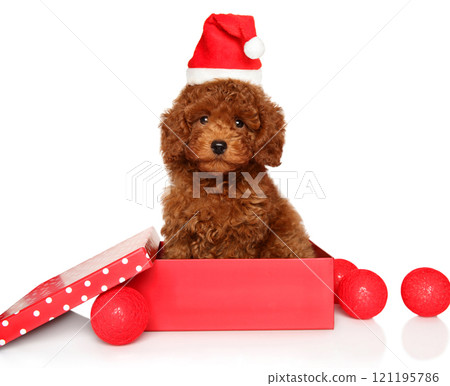 Red poodle puppy wearing a Santa hat 121195786
