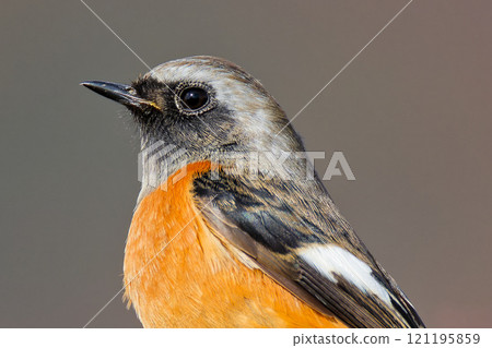 雄性達烏爾紅尾鴝,大眼睛 雄性達烏爾紅尾鴝,大眼睛 121195859