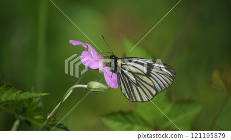 A male white butterfly sucking nectar from a white mountain buttercup 121195879