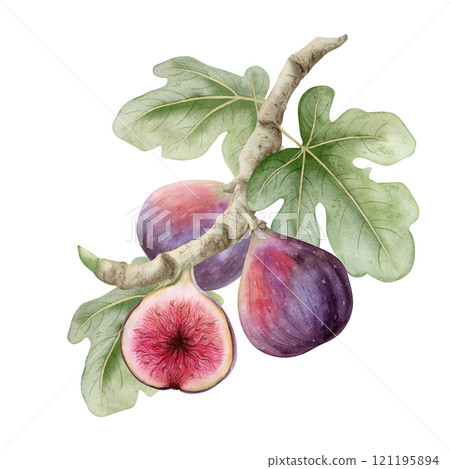 Watercolor figs growing on tree branch with green leaves hand drawn illustration isolated on white. Ripe purple fruits for organic food recipes and summer or fall market. Mediterranean delicacy plant Watercolor figs growing on tree branch with green leaves hand drawn illustration isolated on white. Ripe purple fruits for organic food recipes and summer or fall market. Mediterranean delicacy plant 121195894