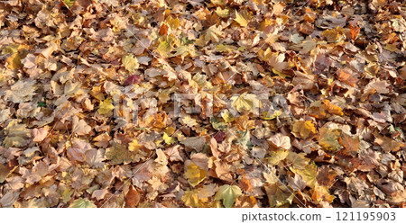 Autumn leaves 121195903