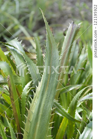 Agave Leaved Sea Holly Agave Leaved Sea Holly 121195922