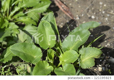 Miss Willmotts ghost 121195923