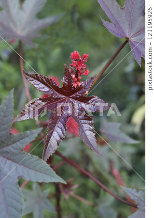 Castor oil plant Carmencita Castor oil plant Carmencita 121195926