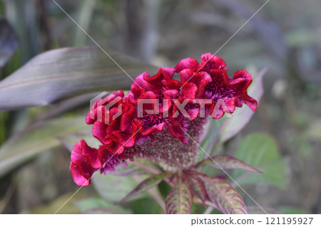 Cockscomb Cockscomb 121195927