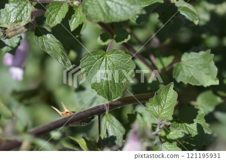 South African Foxglove 121195931