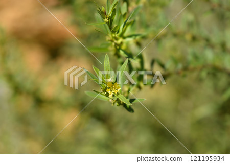 Shrubby yellowcrest 121195934