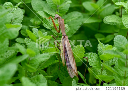 Mantis Mantis 121196189