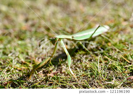 Mantis Mantis 121196190