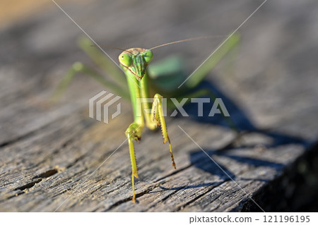Mantis Mantis 121196195