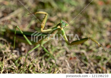 Mantis Mantis 121196210