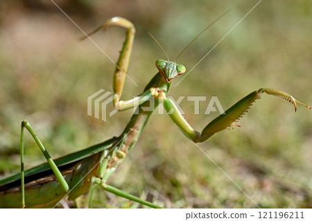 螳螂 螳螂 121196211