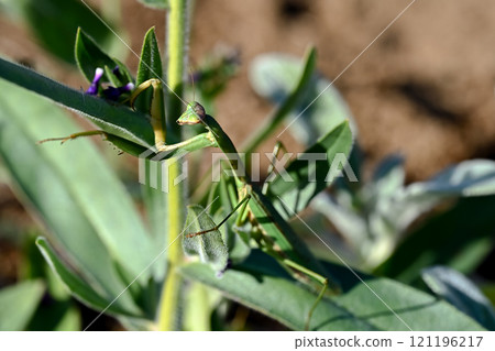 Mantis 121196217