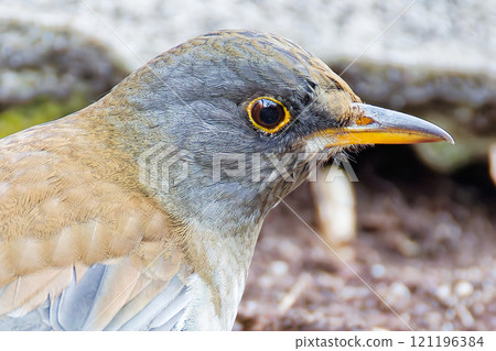 白原的臉部特寫 121196384