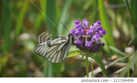 A male white butterfly sucking nectar from a pitcher plant 121196406