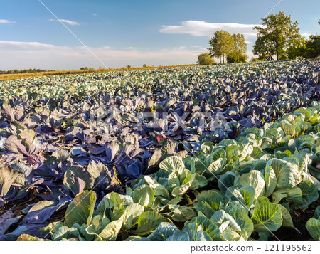 Ripening cabbage field 121196562