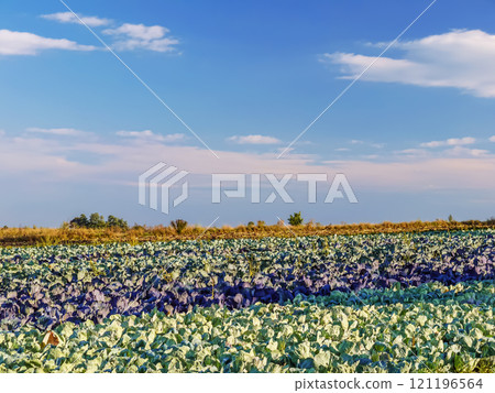 Ripening cabbage field 121196564