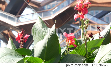 New York City, Hudson Yards, urban architecture in Chelsea, Manhattan Midtown, USA. Flowers bloom. 121196672