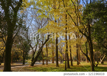 東京光丘公園 東京光丘公園 121196810