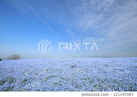 Nemophila field (Osaka City, Osaka Prefecture) 121197065