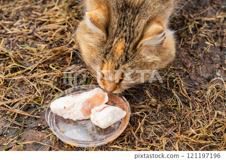 feral free range brown beige cat examines a small dish containing pieces of food, showing interest while sitting on the ground amidst dry grass. Its fur reflects natural earthy tones. feral free range brown beige cat examines a small dish containing pieces of food, showing interest while sitting on the ground amidst dry grass. Its fur reflects natural earthy tones. 121197196