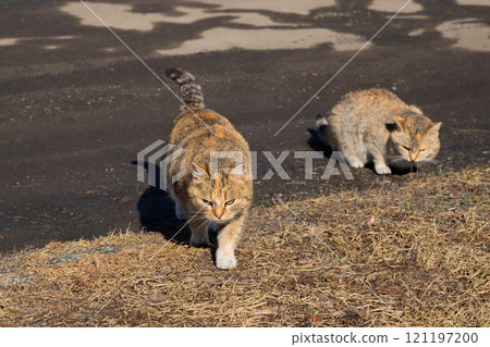 mother cat hunting and adult kitten. two brown beige farm cats walking and hunting 121197200