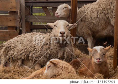 flock of sheep with cute little lambs resting and resting on hay in paddock on organic ranch. free range Katumsky or Katumas ovis aries sheep 121197204