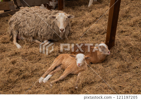 cute brown little baby lambs resting and sleeping and beige sheep looking at camera on hay in paddock on organic ranch. free range Katumsky or Katumas ovis aries sheep 121197205