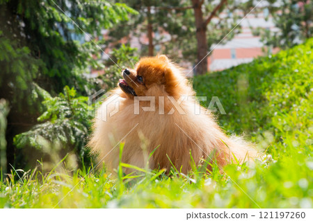 A Pomeranian spitz dog, characterized by its fluffy coat, happily sits in a vibrant park surrounded by green grass and trees, basking in the warm afternoon sunlight. 121197260