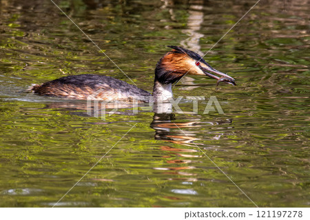 Great Crested Grebe, Podiceps cristatus has caught a fish. 121197278