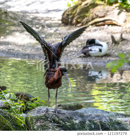Glossy ibis, Plegadis falcinellus in a german nature park 121197279
