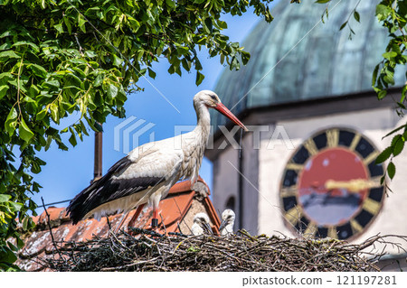 European white Stork, Ciconia ciconia with small babies on the nest in Oettingen, Swabia, Bavaria, Germany, Europe European white Stork, Ciconia ciconia with small babies on the nest in Oettingen, Swabia, Bavaria, Germany, Europe 121197281