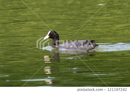 The Eurasian coot, Fulica atra swimming on the Kleinhesseloher Lake at Munich, Germany 121197282