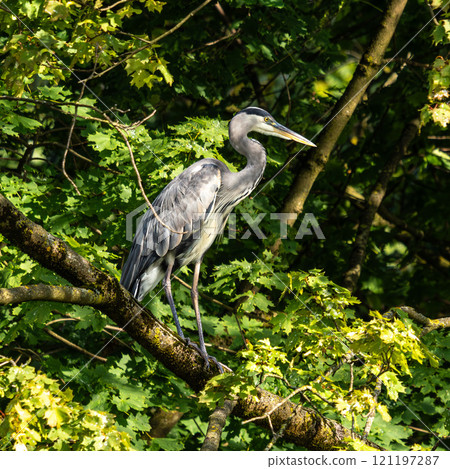 Grey heron, Ardea cinerea, sitting on a branch in a tree and looking around 121197287