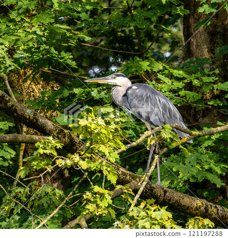 Grey heron, Ardea cinerea, sitting on a branch in a tree and looking around 121197288