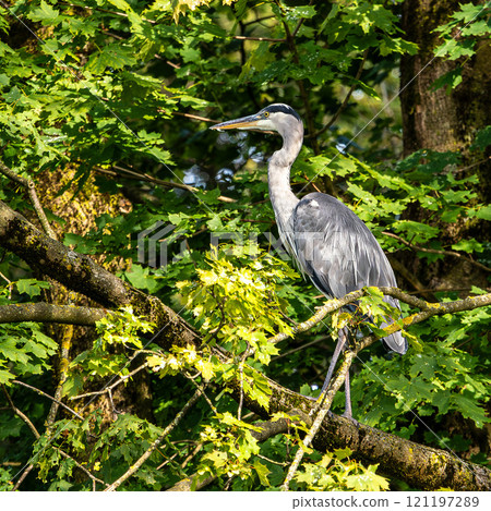 Grey heron, Ardea cinerea, sitting on a branch in a tree and looking around 121197289